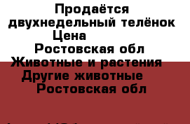 Продаётся двухнедельный телёнок › Цена ­ 14 000 - Ростовская обл. Животные и растения » Другие животные   . Ростовская обл.